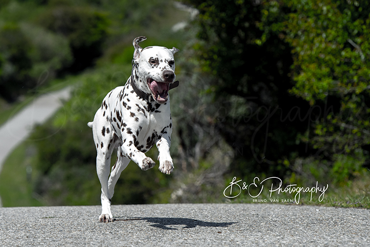 Professionele Fotoreportage met je hond - Bruno Van Saen - België