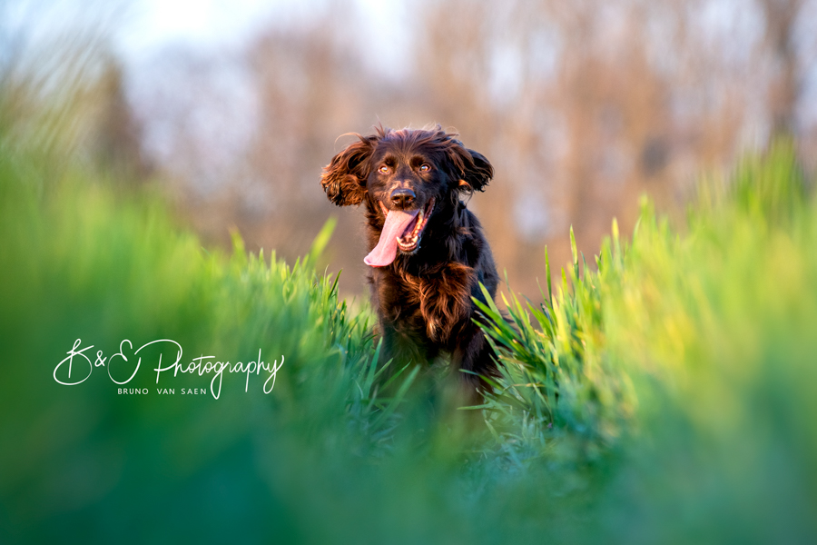 Professionele Fotoreportage met je hond - Bruno Van Saen - België