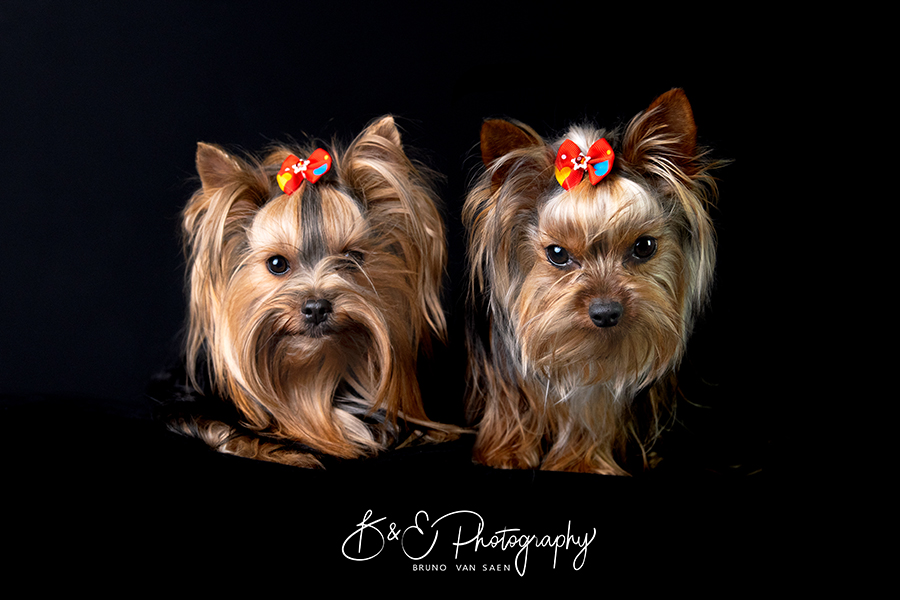 Fotoshoot met je hond - Bruno Van Saen - België