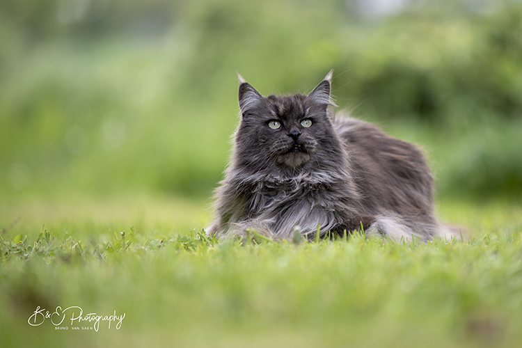 B&E Hondenfotografie