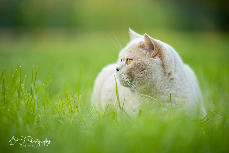 B&E Hondenfotograaf