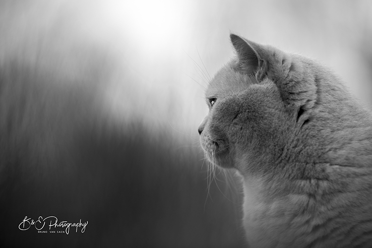 Professionele Fotoreportage met je hond - Bruno Van Saen - België