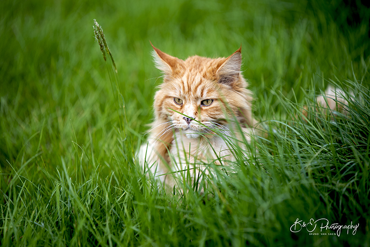 B&E Hondenfotograaf