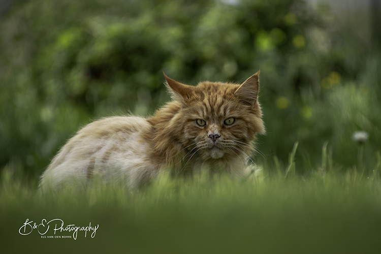 B&E Hondenfotografie