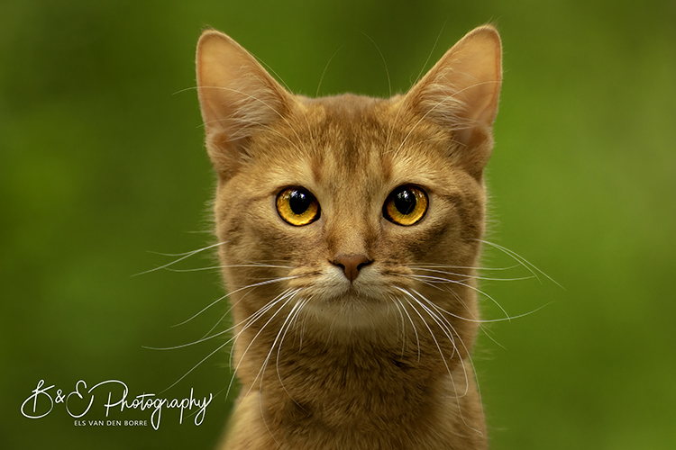 Professionele fotoshoot met je kat - Bruno Van Saen