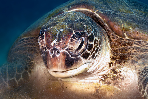 Groene zeeschildpad