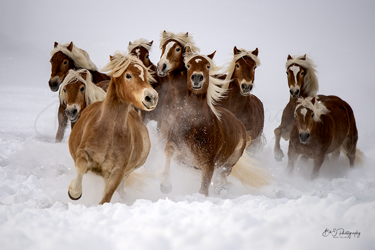 Fotoshoot met je paard - Bruno Van Saen - België