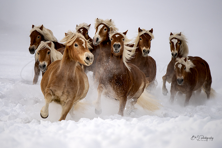 Professionele fotoshoot met je paard - Bruno Van Saen