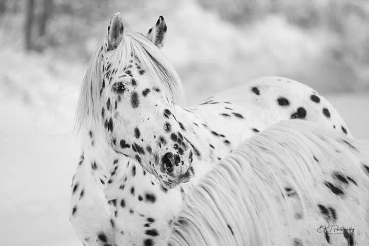 Professionele fotoshoot met je paard - Bruno Van Saen