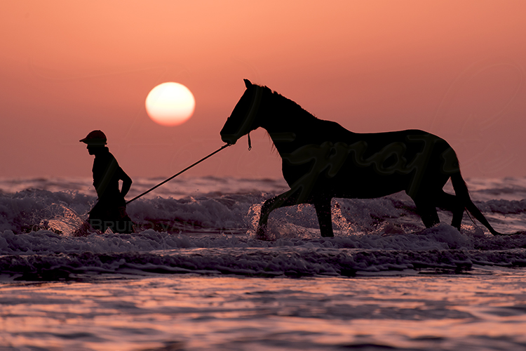 Fotoshoot met je paard - Bruno Van Saen - België