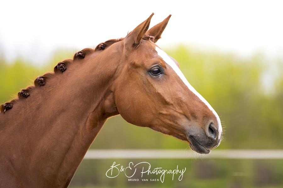 Dressuurpaard Q'BELLE van 't Paddehof