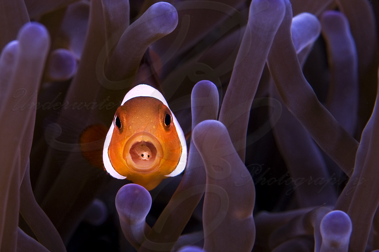 Anemone fish