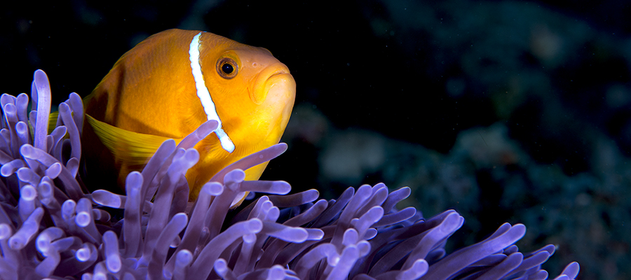There Are 28 Different Species Of Anemonefish