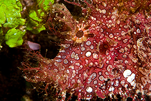 Rhinopias frondosa
