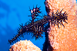 Ornate ghost pipefish