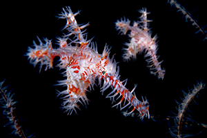 Ornate ghost pipefish