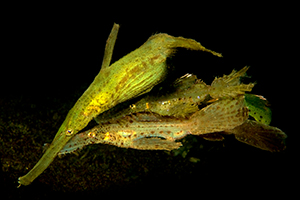 Robust ghost pipefish