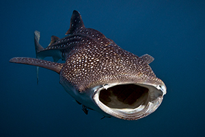 Whaleshark