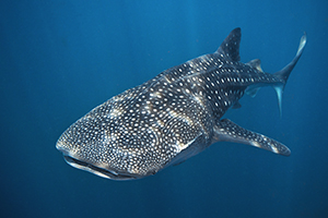 Whaleshark