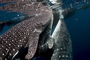 Whaleshark