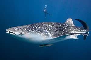 Whaleshark