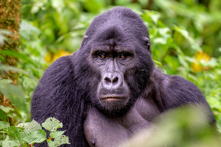 Gorilla's Oeganda