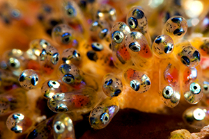 Eitjes van de anemoonvis