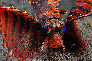 Dwarf lionfish