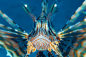 Dwarf lionfish