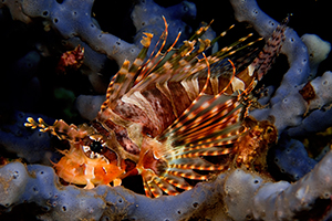 Dwarf lionfish